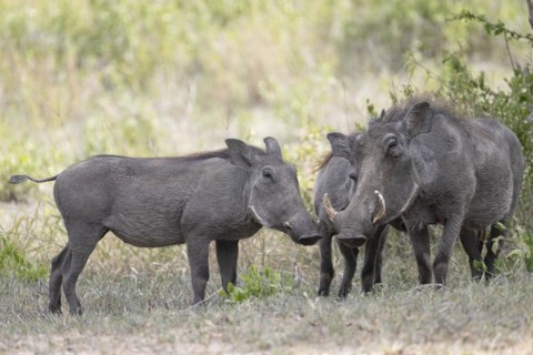Common warthog