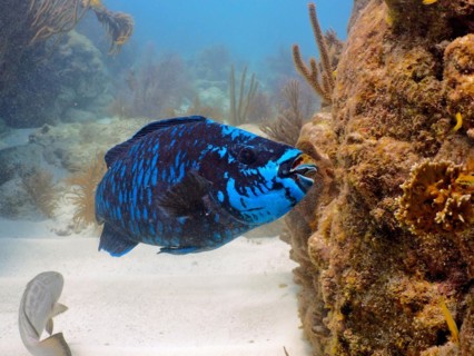 Midnight parrotfish