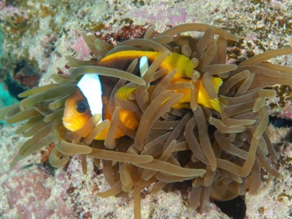 Red sea clownfish