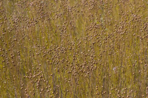 Agriculture field with linseed