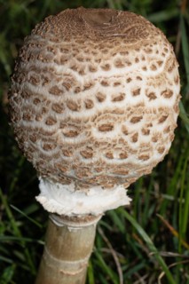 Giant umbrella mushroom
