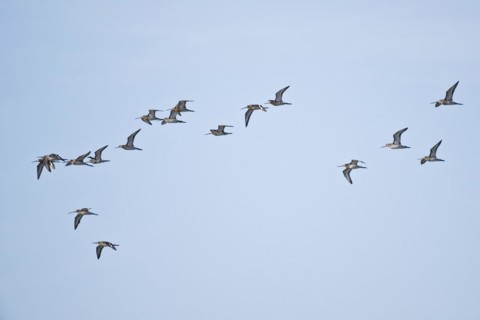 Bar-tailed Godwits