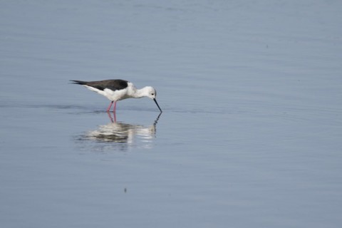 Black-winged Black-winged Stilt