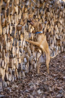 Roevidszoru Magyar Vizsla