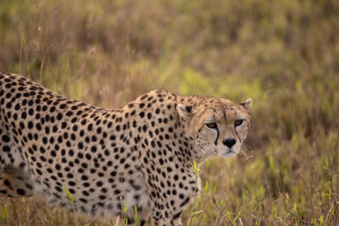 A cheetah