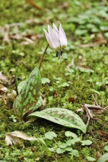 Dog's tooth violet