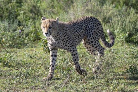 Cheetah