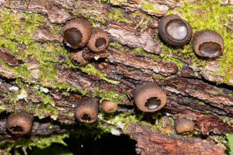 Common dirt cupling several hazel oval fruiting bodies next to each other on tree trunk with green moss