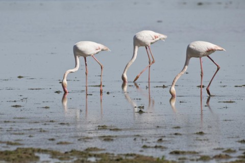 Greater flamingos