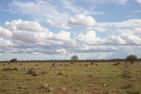 View on a safari