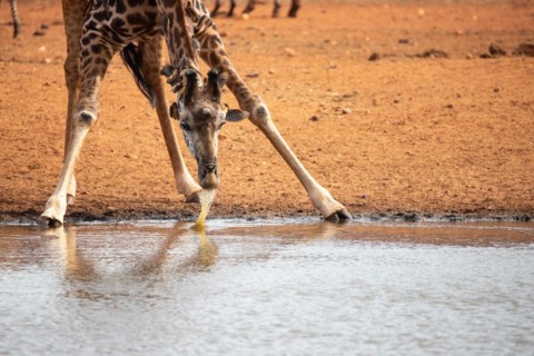 Single giraffe