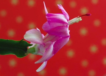 Flower of a Christmas cactus family