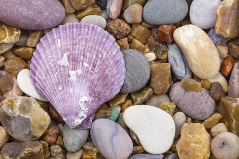 Scallop on pebbles