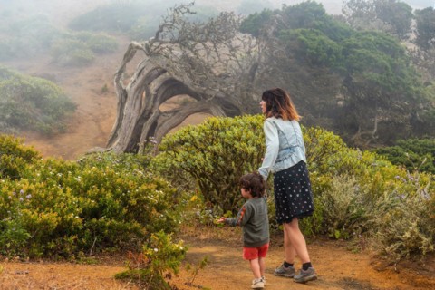 Mother and son walking through fog to a Sabinar tree twisted by the wind in El Hierro. Canary Islands