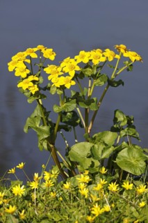 Flowering marsh marigold