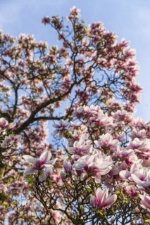 Flowering magnolia
