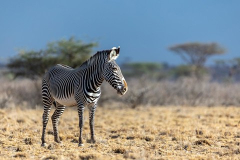 Grevy's zebra