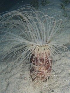 Tube-dwelling anemone