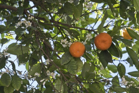 Bitter orange