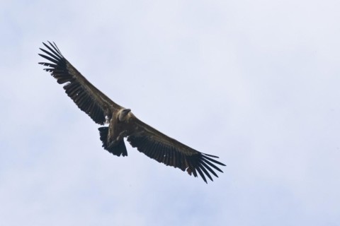 Griffon Vulture