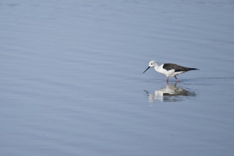 Black-winged Black-winged Stilt