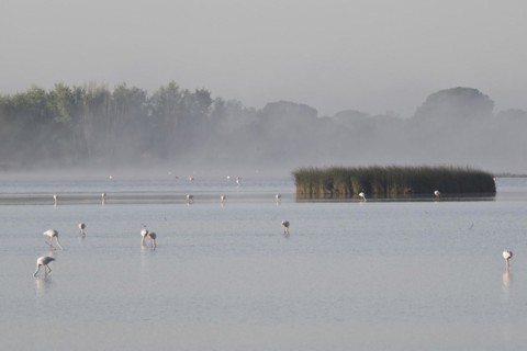 Greater flamingos