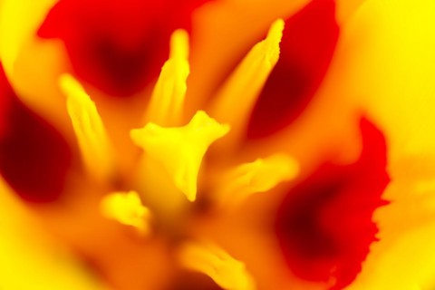 Tulip