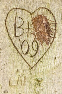Carving in tree bark