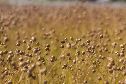 Agriculture field with linseed