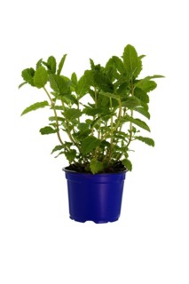 Lemon balm