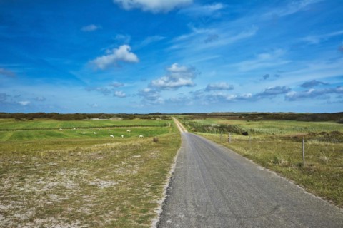 View on integral nature reserve on dutch island Texel with road leading through meadows and flock of sheep freely grazing in front of blue summer sky