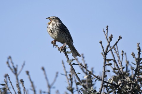 Corn Bunting