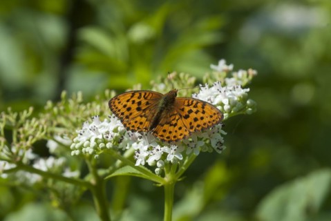Silver-washed fritillary