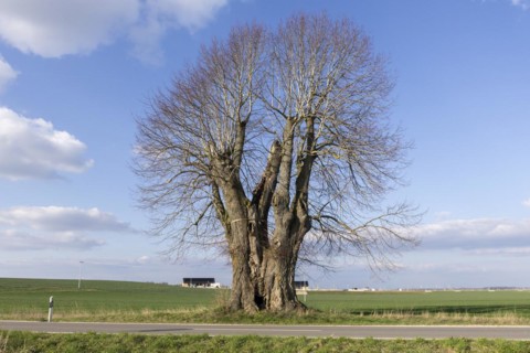 Old large-leaved linden