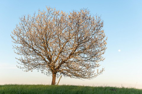 Apple tree in bloom in meadow at full moonrise at dusk. Alsace