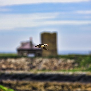 Puffin