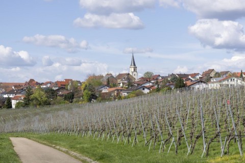Village of Neckarwestheim with church tower