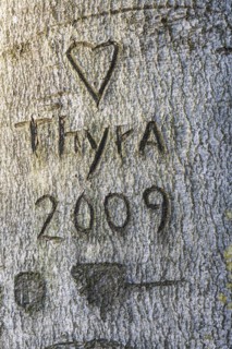 Carving in tree bark