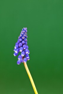 Grape hyacinth