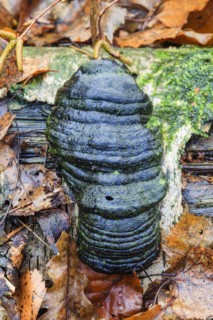 Tinder fungus
