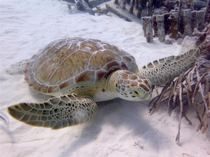 Green turtle