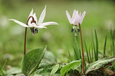 Dog's tooth violet