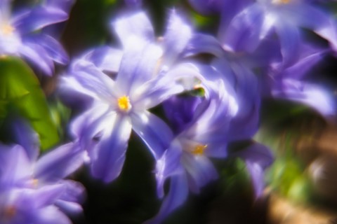 Common star hyacinth