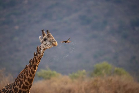 Single giraffe