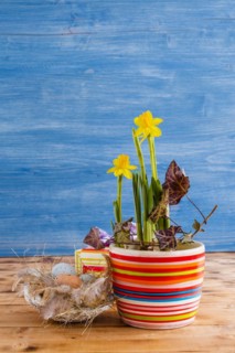 Easter decoration with daffodils in a pot