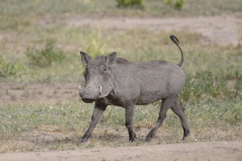 Common warthog