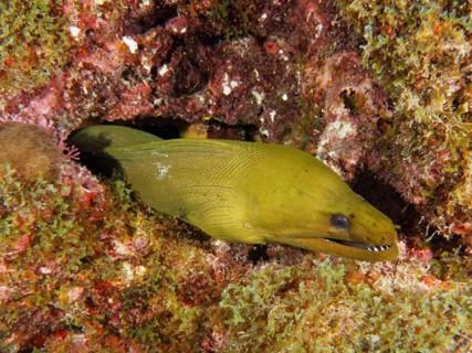 Green moray