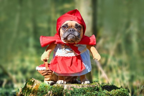 Funny French Bulldog dos dressed up as fairytale character Little Red Riding Hood with full body costumes with fake arms wearing basket in forest