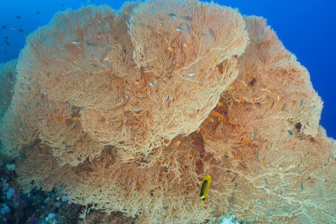 Giant sea fan