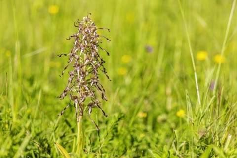 Lizard orchid